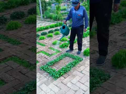 Video: Shade Garden Locale – Tipy, kam zasadit Shade Gardens