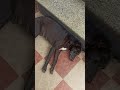 Dogs🐶🐕 #cutedog #sleep time#doglove ...