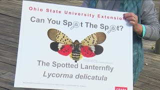 How to identify a spotted lanternfly
