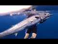 Reef addicts bluewater spearfishing wahoo  mahi mahi   