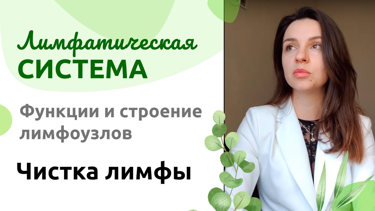 Лимфатическая система. Функции и строение лимфоузлов. Чистка лимфы.