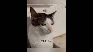 Top 5 most dangerous cats #georgieebom #funny #fyp #meme #cat Wealth