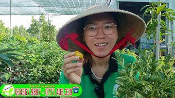 Tắc cẩm thạch cây đang trái 100k/cây Giống độc lạ