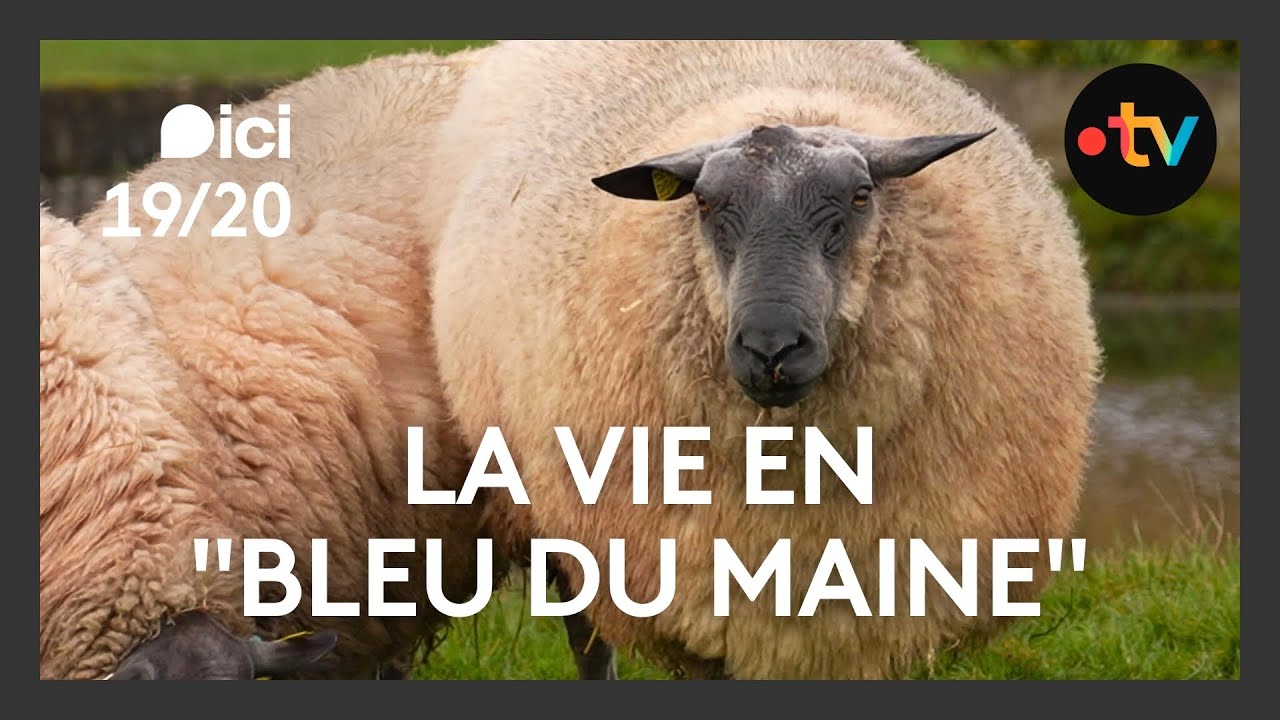 Agriculture :  Didier, éleveur de moutons, voit la vie en 