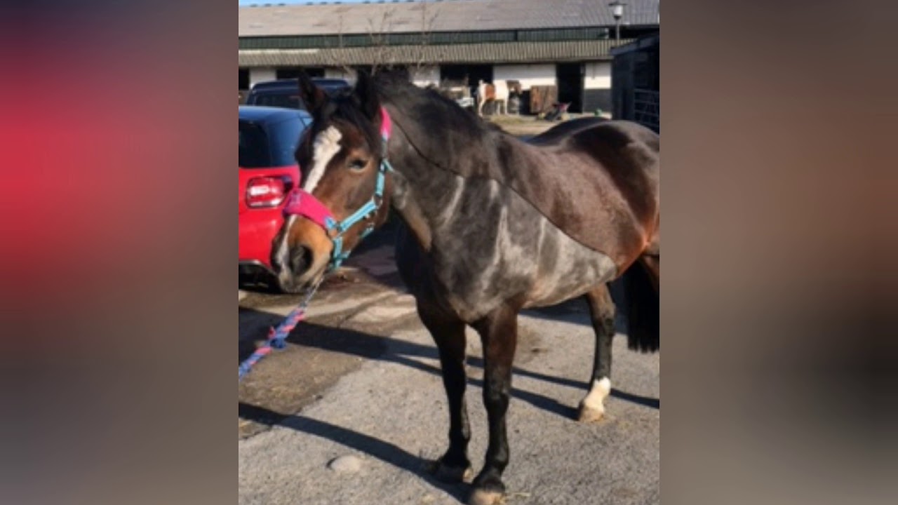 Clipping my horse with £9.98 Ebay dog clippers YouTube