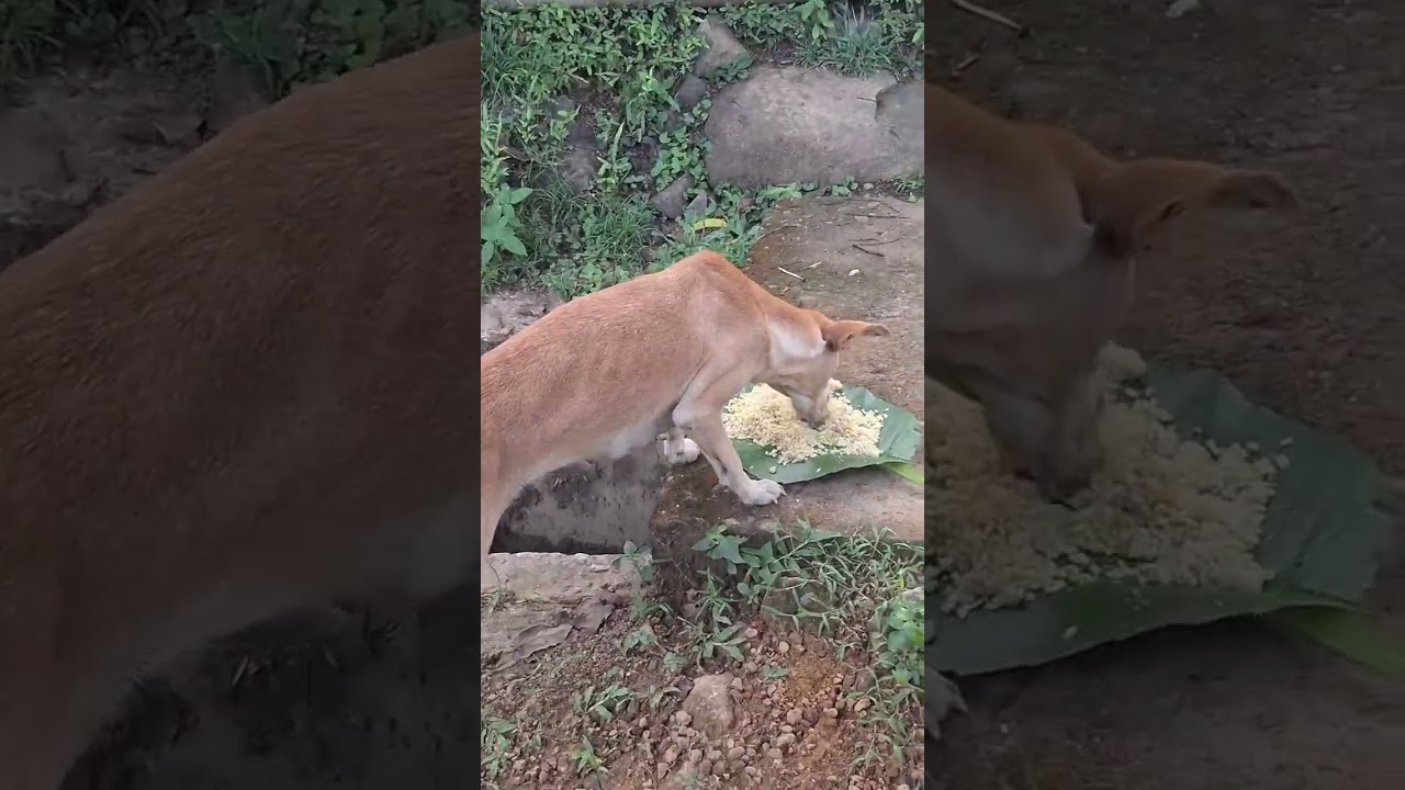 කෑම වේල 2026.02.22