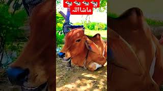 beautiful hide cow?shortsshortsviralmukhrapunjabda®√