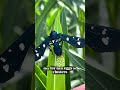 Oleander #caterpillars are active! Here’s what you need to know: