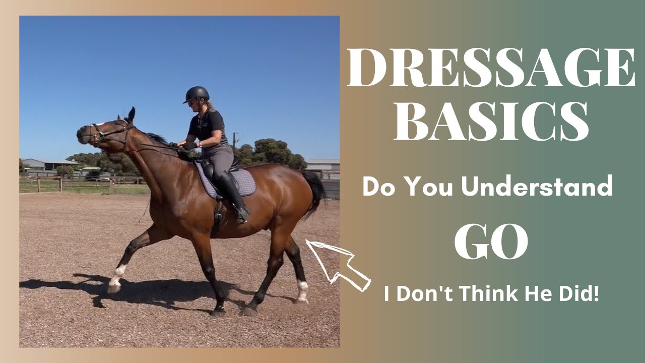 Dressage Basics Getting a Horse to Go YouTube