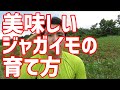 日本一になったジャガイモの育て方【無肥料】【無農薬】