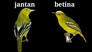 How to differentiate between male and female sirtu birds