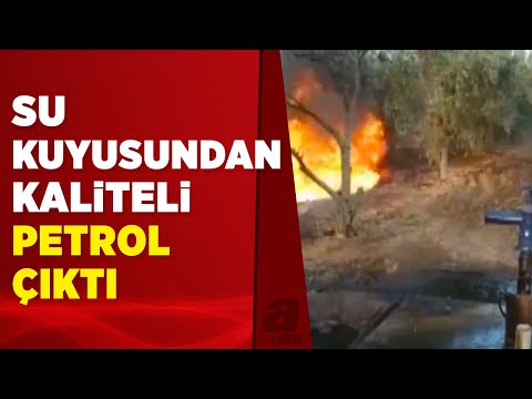 Manisa'da zeytin tarlasından petrol çıktı | A Haber