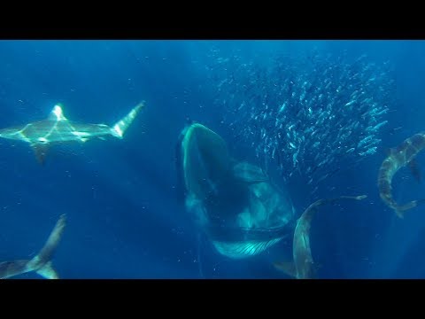 GoPro Awards: Sharks, Dolphins, Penguins and Whales