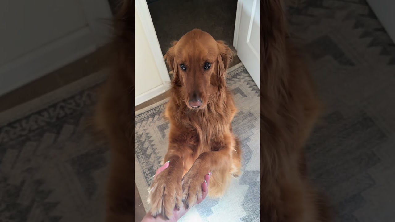 My Dog Literally 24 7 Goldenretriever