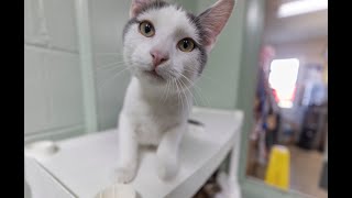 Watch now: Coles County Animal Shelter