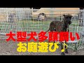 【大型犬多頭飼いの日常！お庭遊び】グレートデーン2頭ニューファンドランド、バーニーズマウンテンドッグ、雑種犬の日常です！