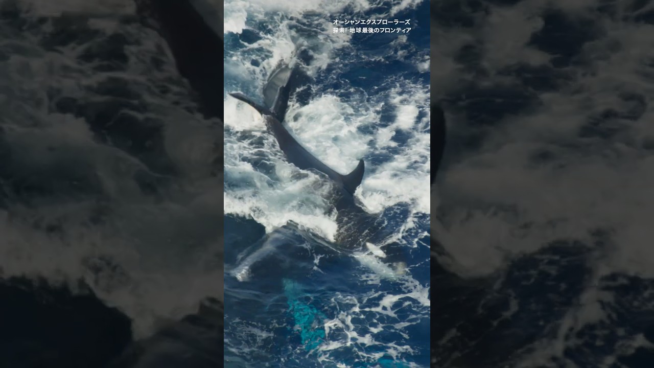 ザトウクジラの親子とシャチ18頭の対決