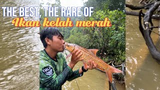 Ikan Kelah Merah Mahseer Ikan Diraja Pancing Masak Dan Makan