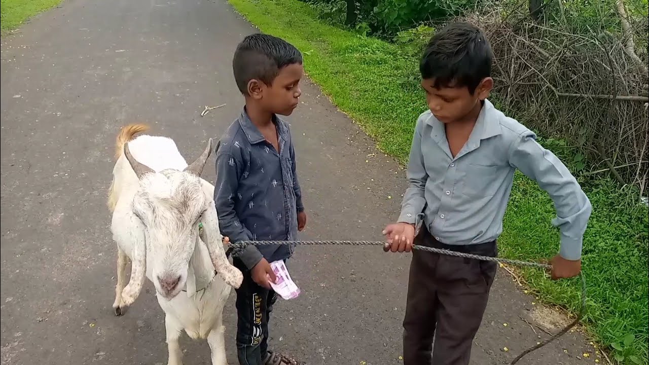 15000 की बकरी 10000 मैं बेची