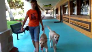 Tandem Obedience Grits and Daisy Dogtra