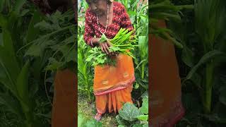 फर्सीको मुन्टा #nepali #green #vegetables#farsi#fresh#local#organic#nepal#vegetables#youtubeshorts