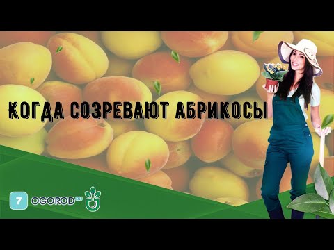 Когда созревают абрикосы