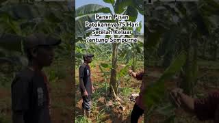 The benchmark banana harvest is 75 days after the heart comes out #farming #investing #banana #sh...
