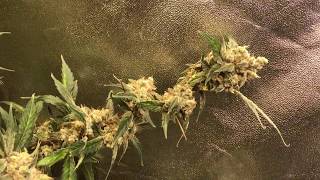 tent 2 update , week 9 flower