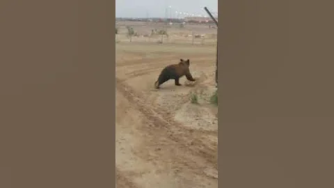 медведь пестун A young bear