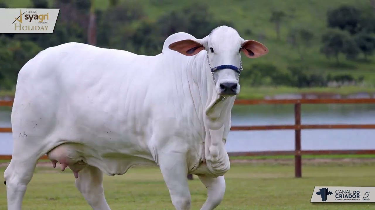 LOTE 2011   LAKOTA II FIV KADO   KADO 2007