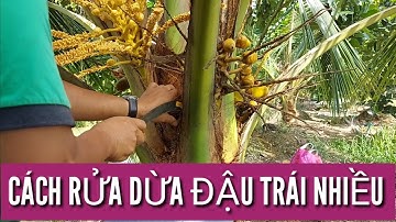 CÁCH RỬA DỪA ĐẬU TRÁI NHIỀU _ KỸ THUẬT CHĂM SÓC CÂY DỪA