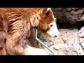 The Bronx Zoo, February 23rd, 2012: Jungleworld- Matschie&#39;s Tree-kangaroos