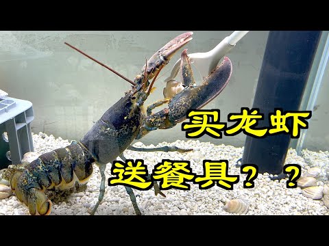 我一定会成功养活一只波士顿龙虾的！｜宠物｜水族｜龙虾｜波士顿龙虾