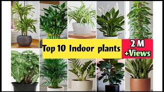 Best Indoor Plants India | Best Indoor Plants for Clean Air | Top 10 Indoor plants in India