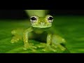 La rana envidiosa- Fábula de Jean de la Fontaine-