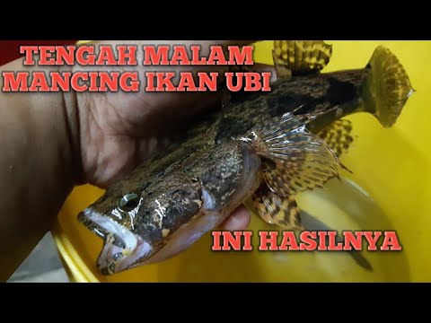 Memancing Ikan Ubi Di Waktu Tengah Malam Dan Ini Hasilnya Youtube Memancing Ikan Ubi Di Waktu Tengah Malam Dan Ini Hasilnya Youtube