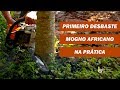 Primeiro desbaste | Na Prática | Mogno Africano