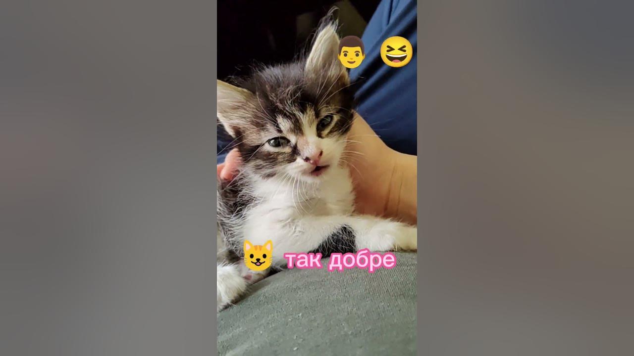 Кошеня після масажу відразу спить) #кошеня #Киця #Кішка #Кошенятко # ...