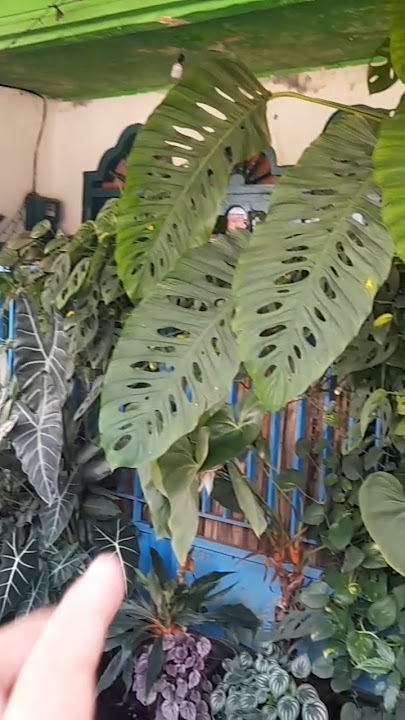 TAMENG DEBU ALAMI MODAL DAUN JUMBO² DOANG #wepchannel #tanamanhias