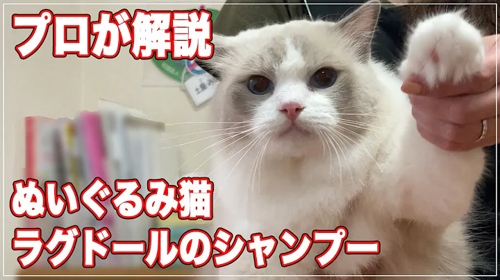 Video 11825471: popular cat breeds, cat shampoo, cat japan