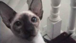 Hilarious Siamese stomps up stairs!