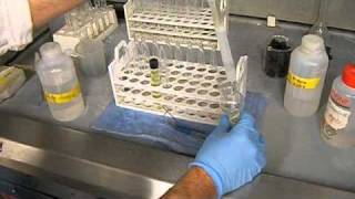 Highland Lake - Assay Chlorophyll PT1