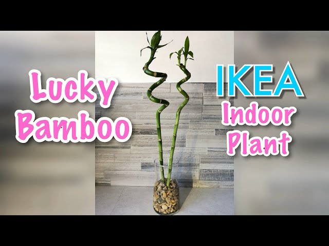 bonsai ginseng kaufen Ficus Bonsai Ginseng – ruuds
