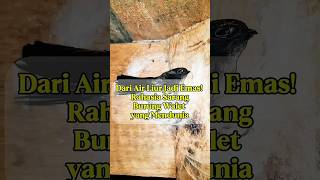 Dari Air Liur Menjadi Emas, Sarang Burung Walet Indonesia.