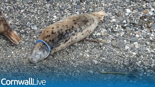 Why humans are putting Cornwall's seals in greater danger than ever before
