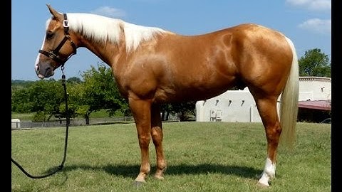 Chics Super Star  ***For info, price, etc., go to our website*** Valley View Ranch