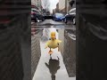 Dapper Duckling в New York.#newyork #funny #Dapper#duckling #ии#нейросеть #видео