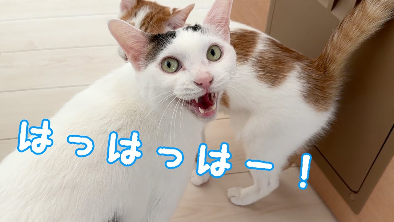 朝寝をせずに甘えに来たお喋り猫チロトロ