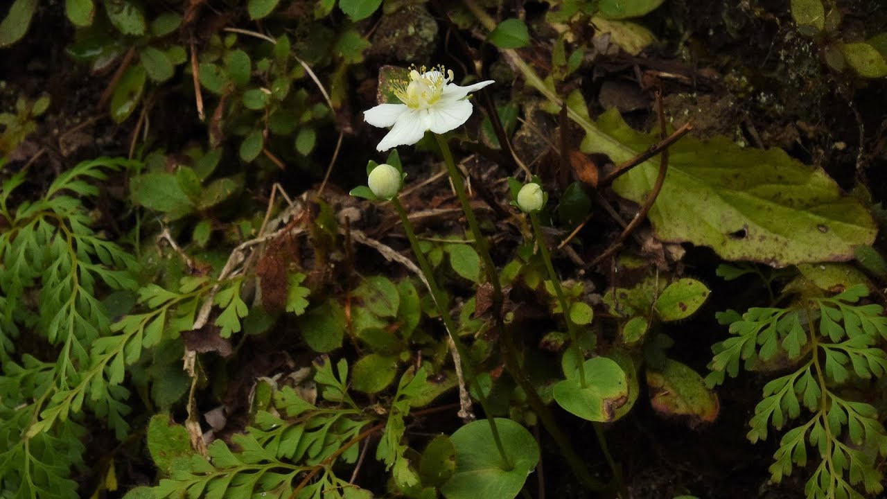 山野草 秋編 32 ウメバチソウ Youtube