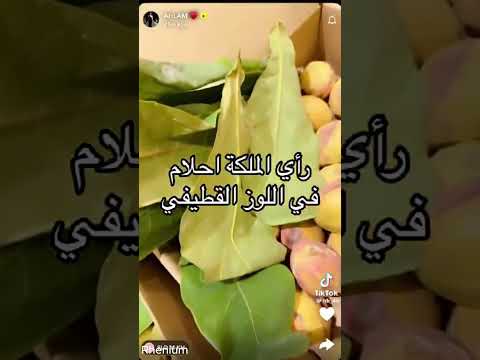 رأي الفنانة احلام في اللوز القطيفي